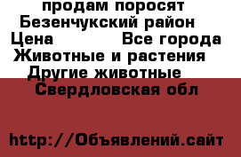 продам поросят .Безенчукский район  › Цена ­ 2 500 - Все города Животные и растения » Другие животные   . Свердловская обл.